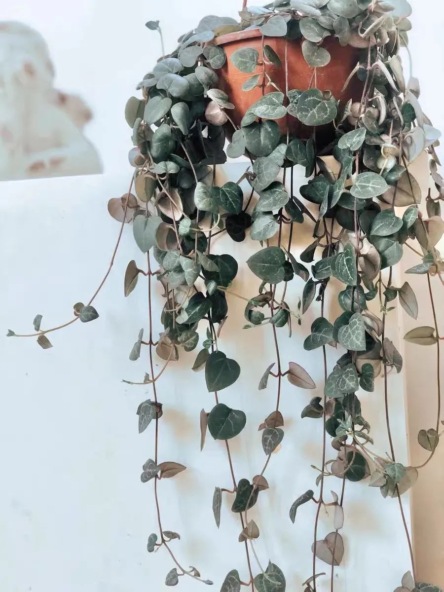 推荐4种垂吊花，不开花也好看，家里养几盆，呼呼长成绿窗帘