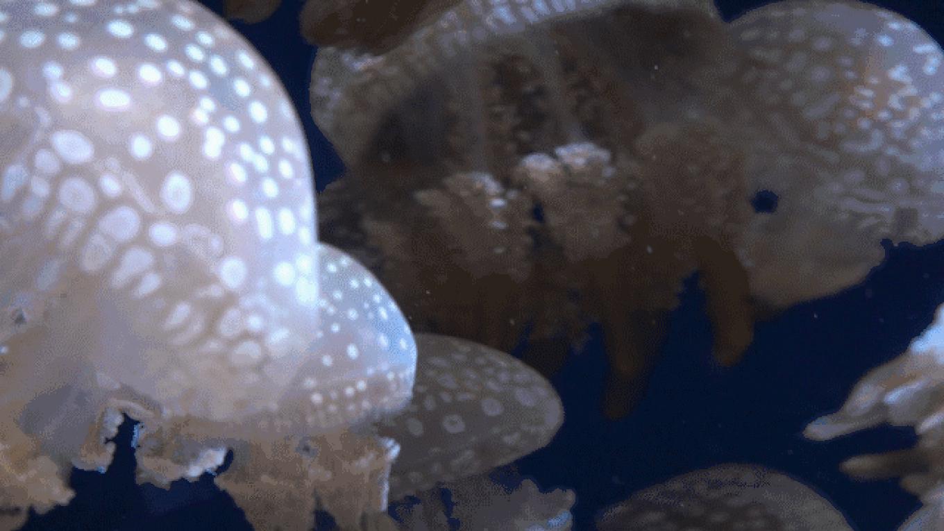 5年之许,小白逆袭重返新加坡