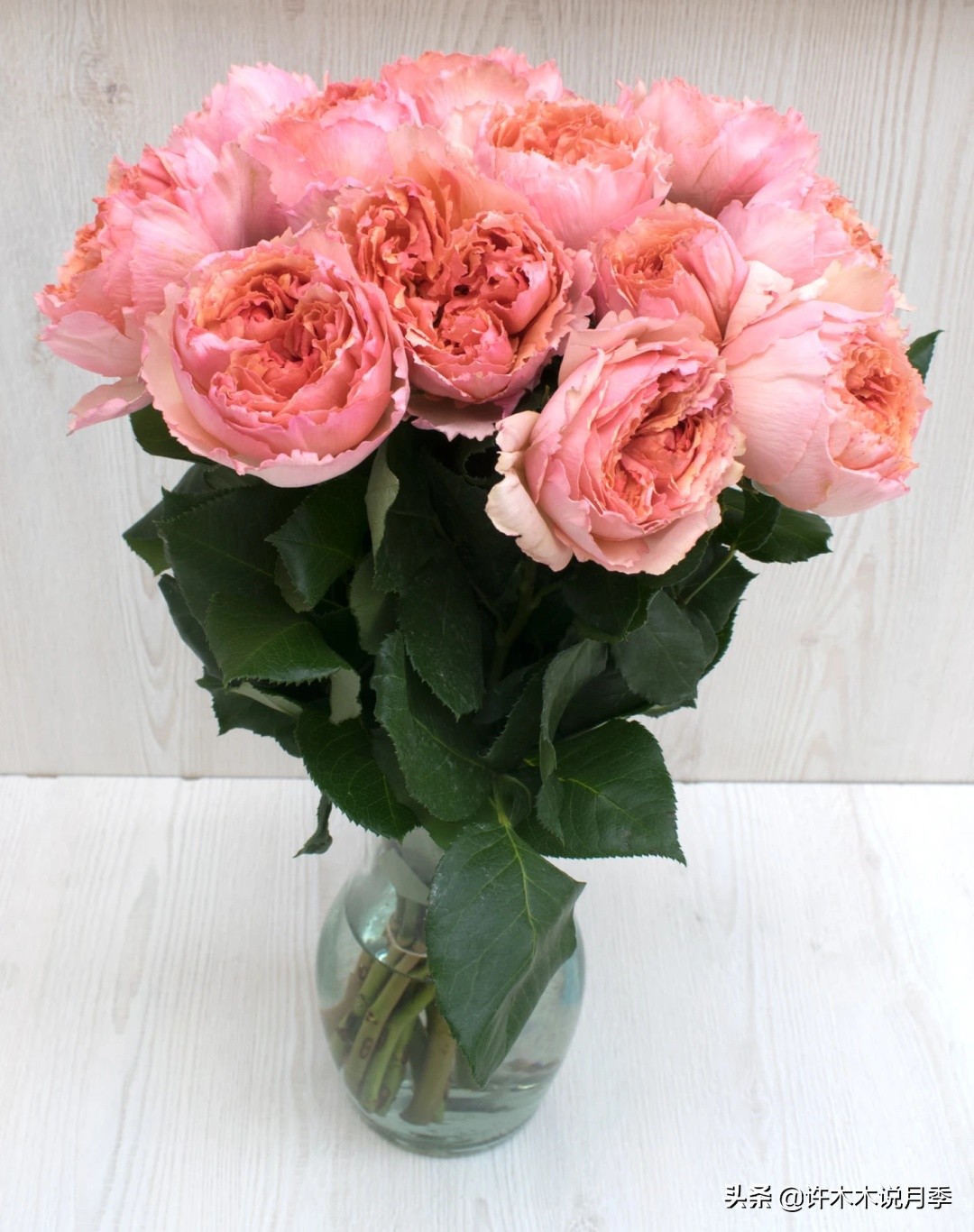 多头多季节开花抗性好的月季,红色月季哪几款多花勤花抗性好的