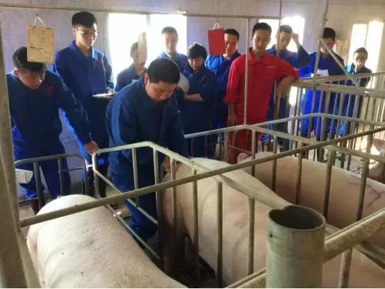 输精法的技术要点和注意事项,深部输精的正确操作