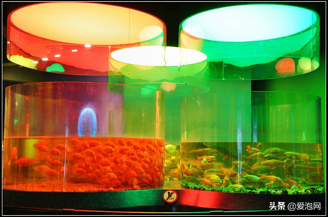 上海天文馆和科技馆哪个更值得去,上海自然博物馆和科技馆哪个好玩