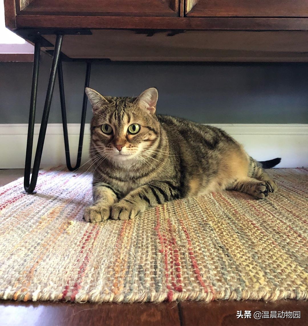 猫咪刚到家需要注意什么事项,猫咪刚到新家如何防止乱叫