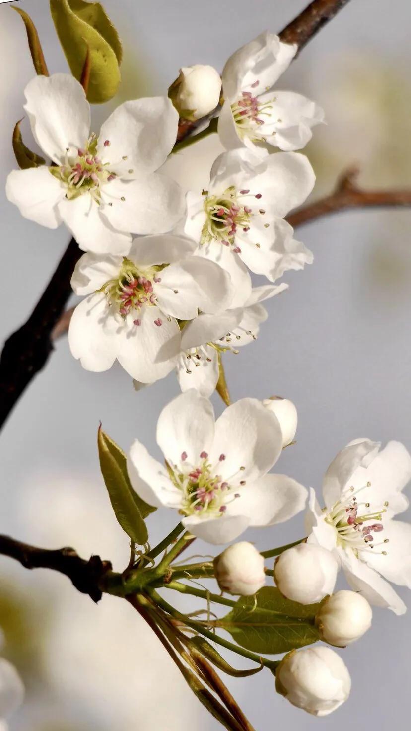 春花鉴赏指南大全,春花哪种最好