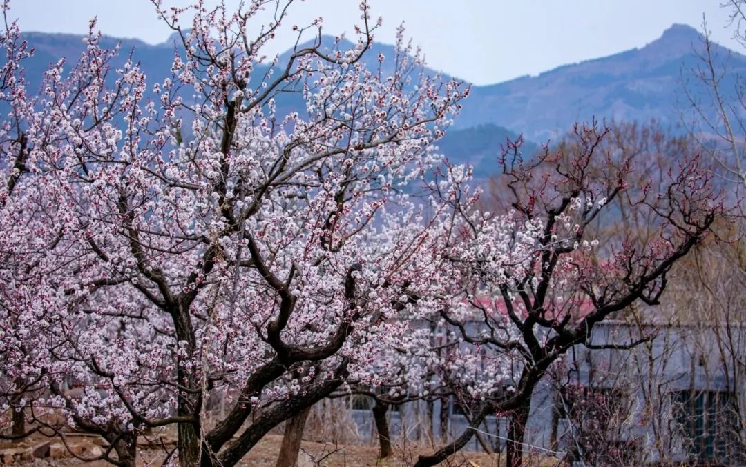 济南3月免费赏花攻略,花都开了济南周边赏花攻略收好