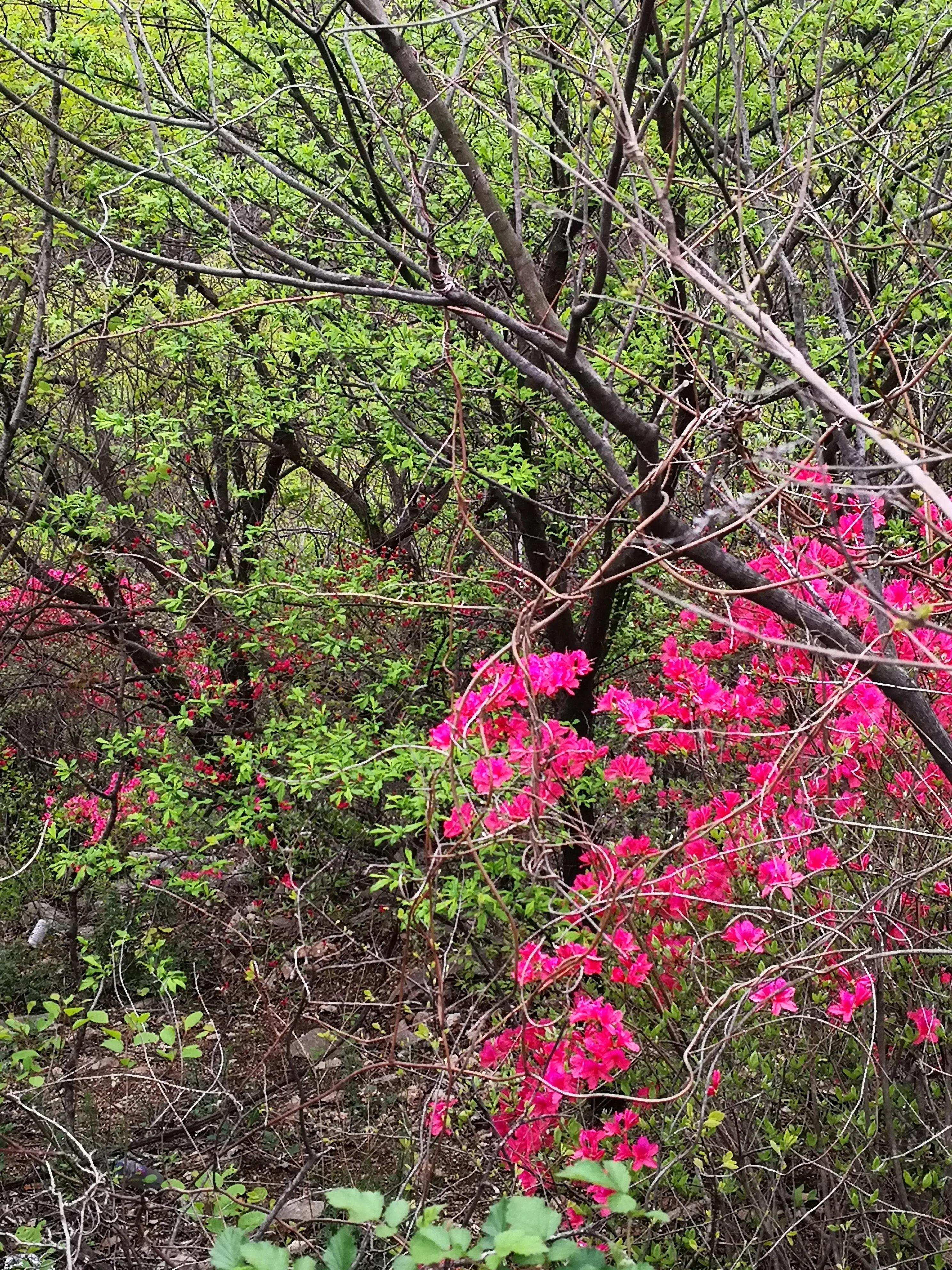 爬山第二天小腿肌肉僵硬如何缓解,爬山后小腿疼如何缓解