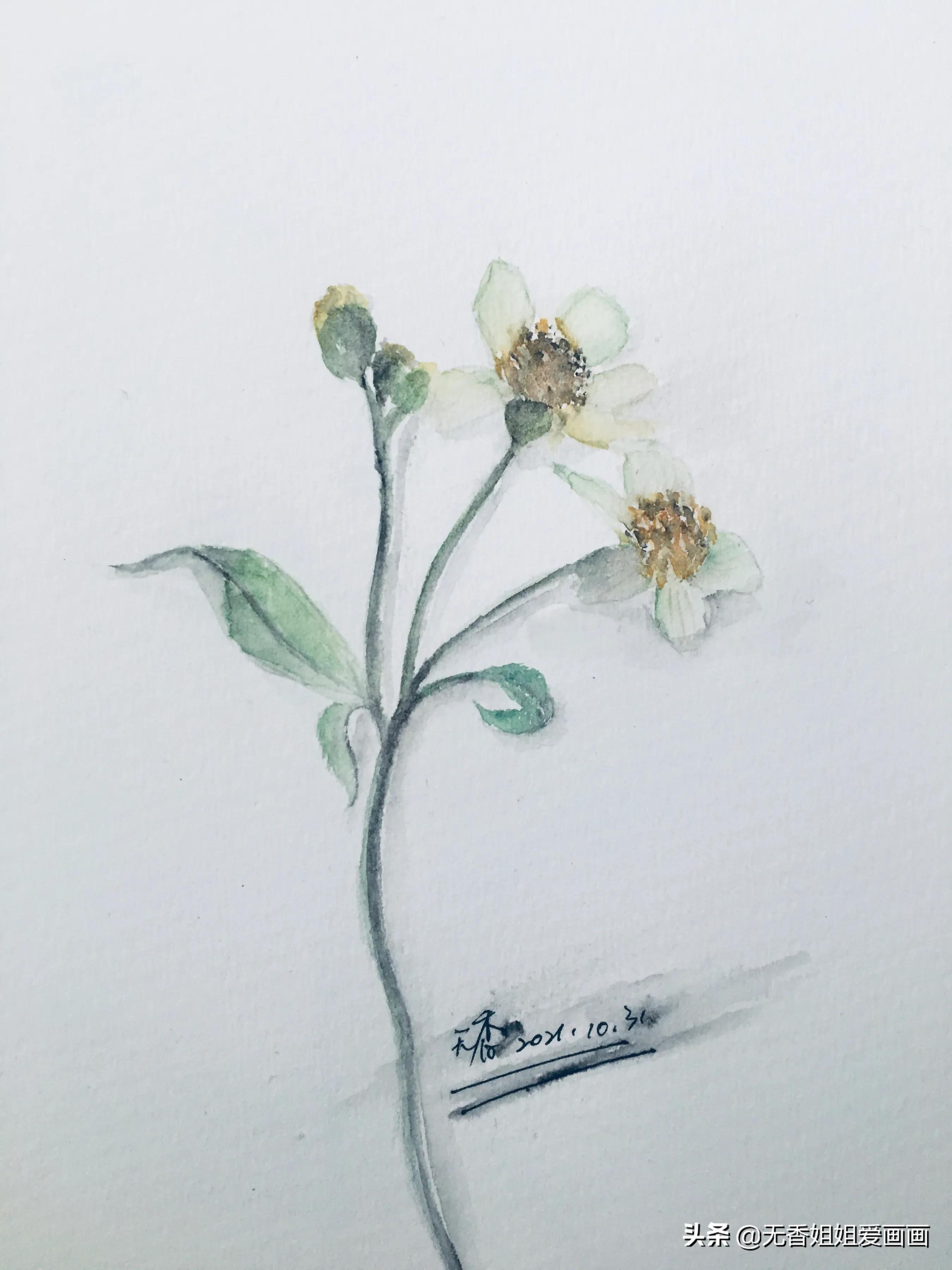 用水彩画简易草,水彩野花绘画