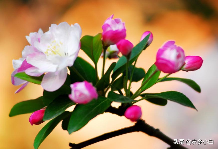 海棠怎么养护才好看,海棠的正确养护方法