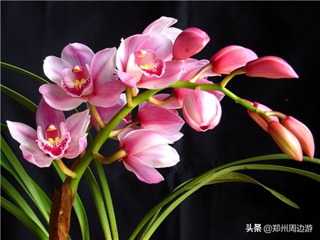 十种最旺客厅的花冬季,春节喜庆花卉有哪些