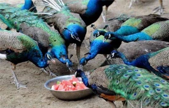 2019十大养殖品种图片,这两年最火的养殖品种