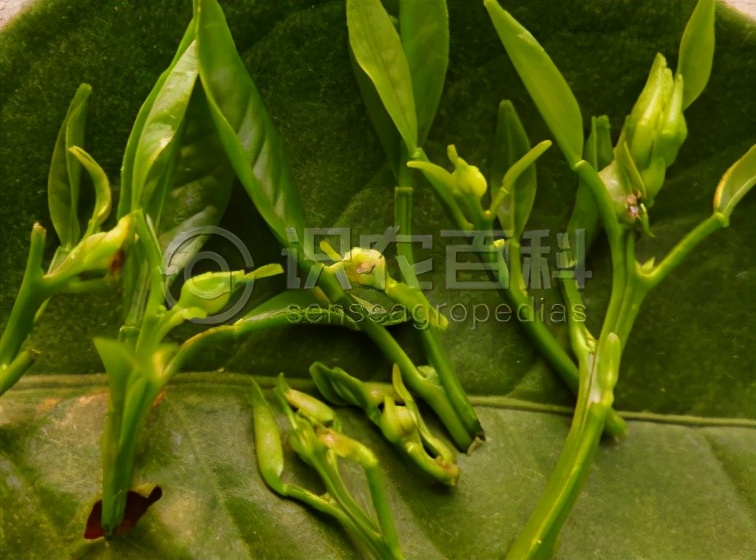 柑橘小飞虫图片,柑橘小飞虫