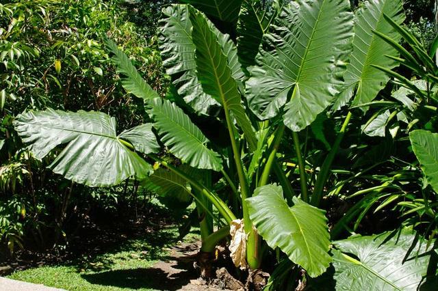 绿萝有毒长寿花有毒吗,绿萝有毒吗什么花有毒