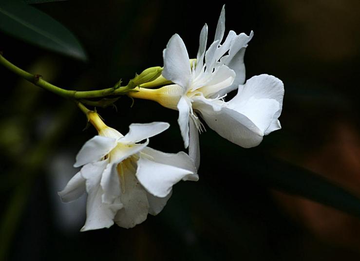 赞美夹竹桃花诗句名句,有关夹竹桃的诗句