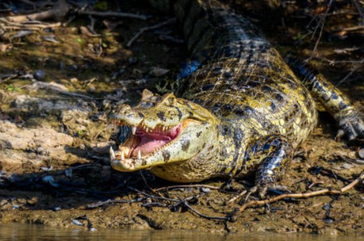森蚺为什么在亚马逊无敌,森蚺为什么可怕