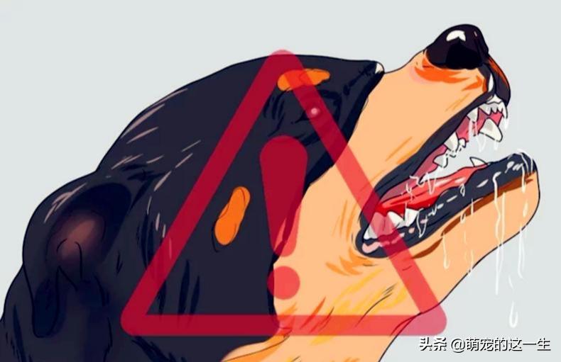 在路边看到流浪狗怎么办,遇到流浪狗如何不让它走