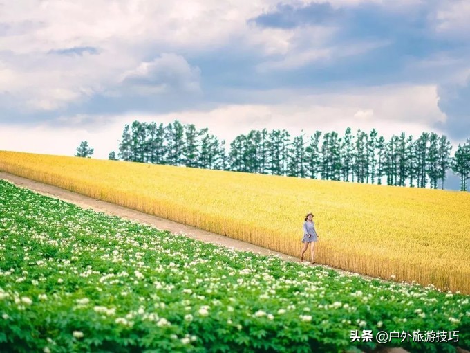 富良野一日游经典路线,日本北海道富良花海