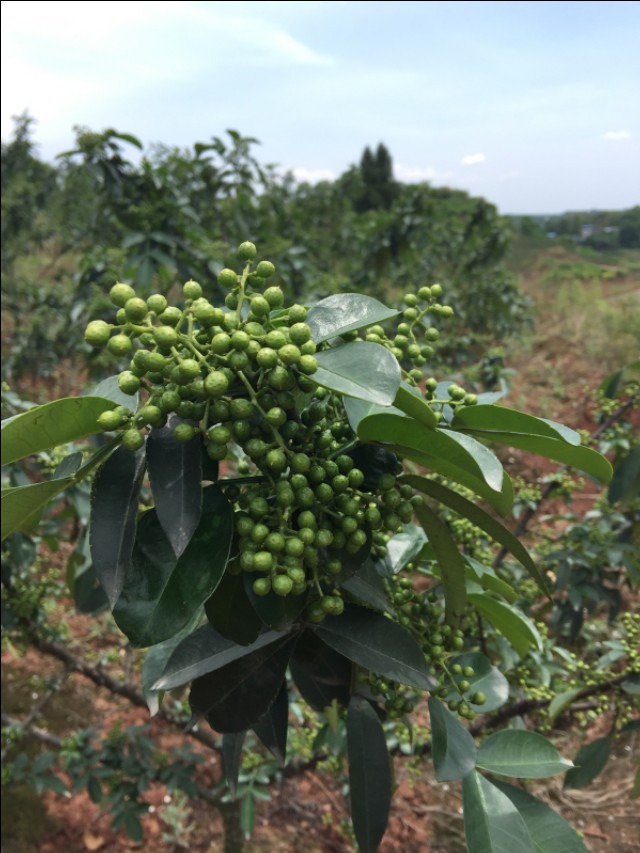 种植青花椒的真实利润,青花椒怎么样才能提高产量