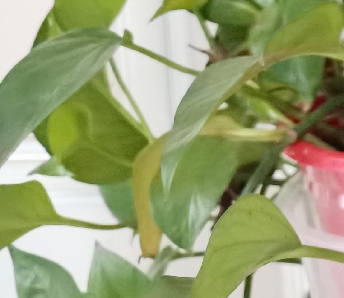 荣耀30s放大20倍拍照评测,荣耀30s测评大米