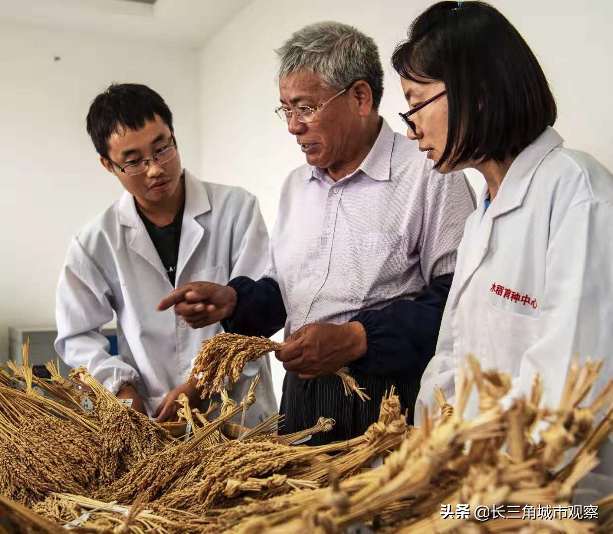 新时代最美常熟人系列报道之一:水稻育种专家端木银熙