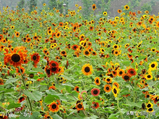 单车骑行无锡,无锡单车骑行路线