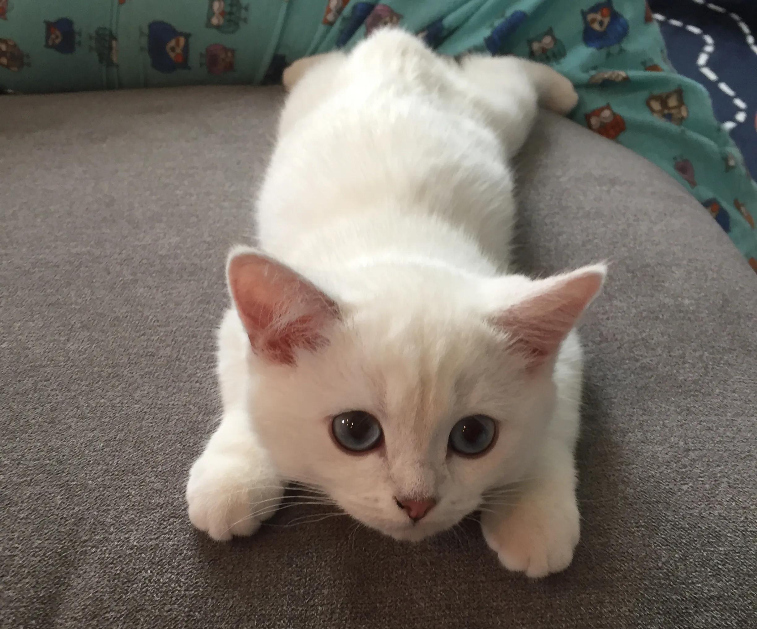 选猫舍注意事项,如何挑选正确的猫舍