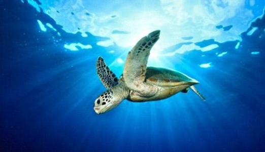 我的爱好之一是的英语,我的爱好之一是弹钢琴用英语怎么说