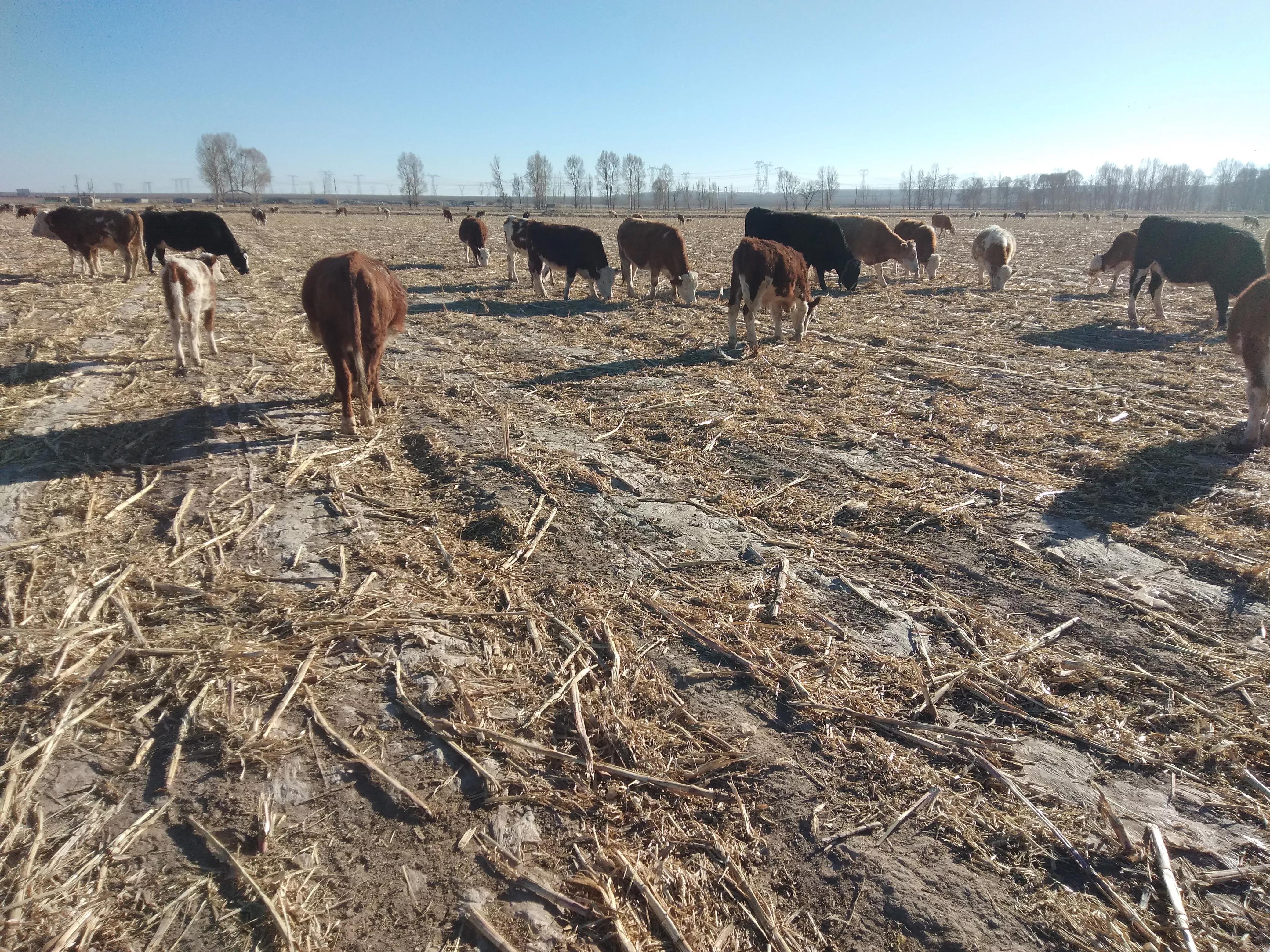 想搞养殖是养牛还是养羊好呢,想在村里养羊要办什么手续