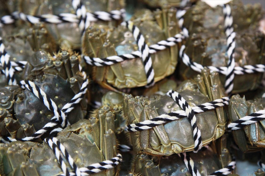 螃蟹选择公蟹还是母蟹,买螃蟹公蟹好还是母蟹好