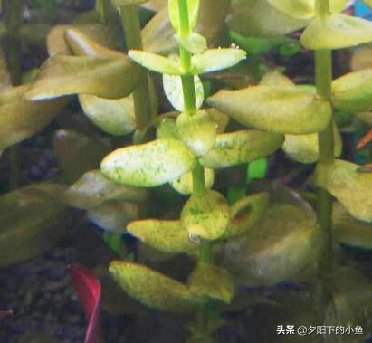 水草缸里有黑藻怎么办,水草缸有霉味道该怎么办