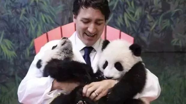 为什么全世界都喜欢大熊猫,世界各地的人们都喜爱大熊猫英语