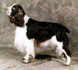 狗狗断尾为什么在三分之一处图解,泰迪狗狗如果不断尾会怎么样