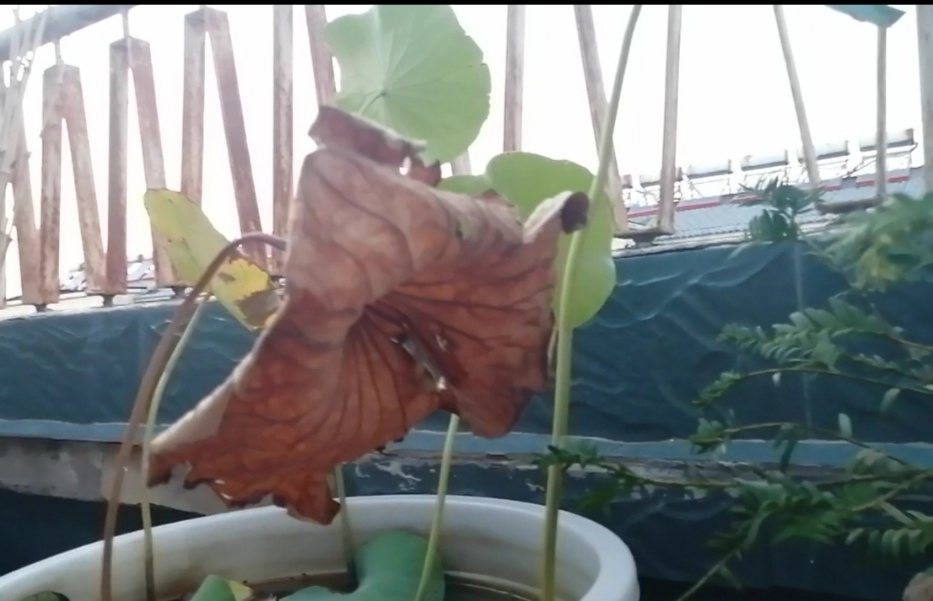 荷花进入休眠期要怎么办,荷花叶子容易干枯是什么问题