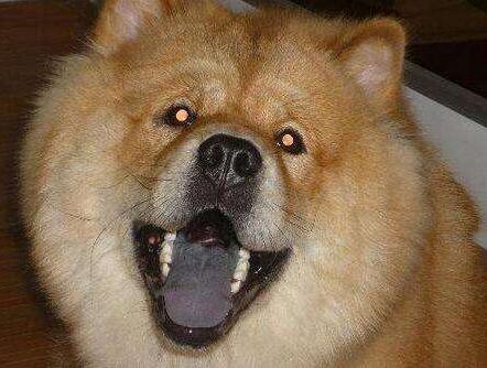 为什么松狮犬很少有人养,松狮犬为什么饲养的人少