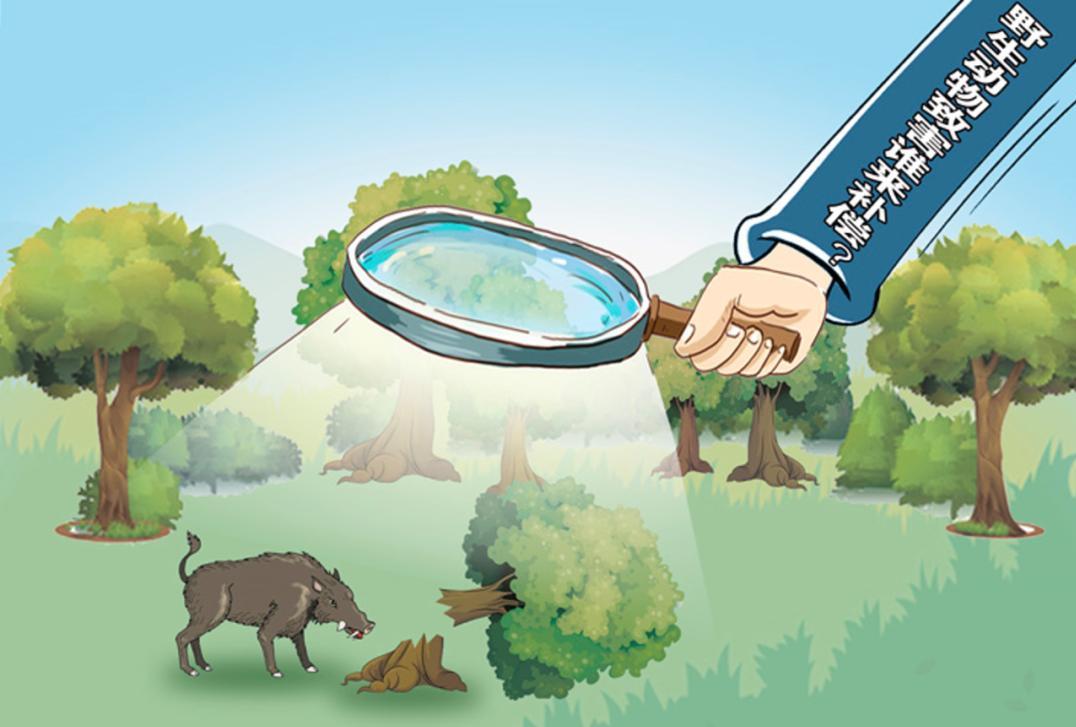 30公斤巨蟒进村吃200只鸡,巨蟒真实吞食野猪