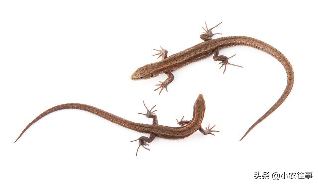 深山发现的神秘物种,最吓人的物种是什么