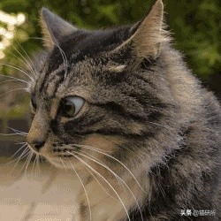 猫咪斗鸡眼是什么意思,猫咪斗鸡眼困倦不爱动微微颤抖