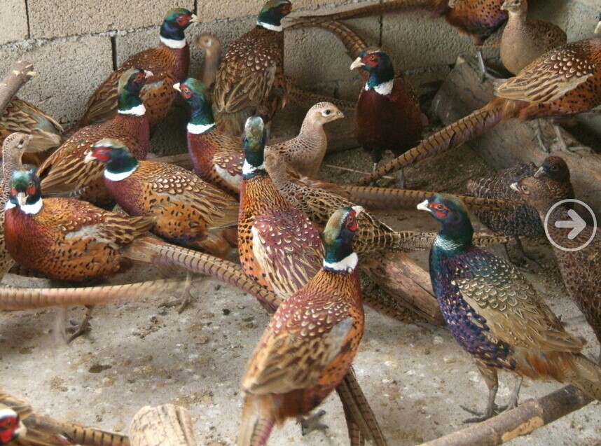 山鸡的饲养技术,跑山鸡的饲养与管理技术