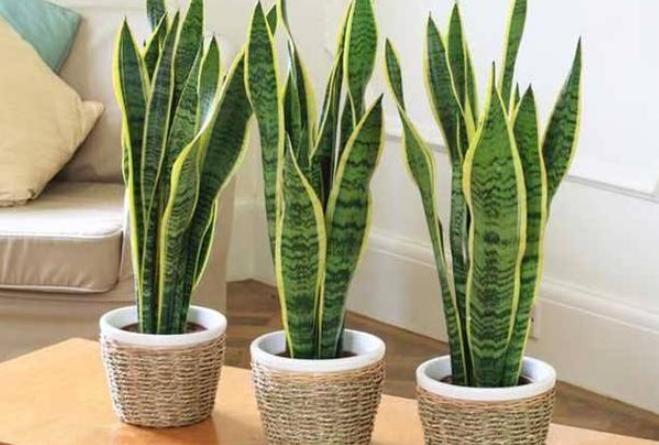 虎尾兰的叶子发蔫怎么回事,虎尾兰叶子发软怎么回事