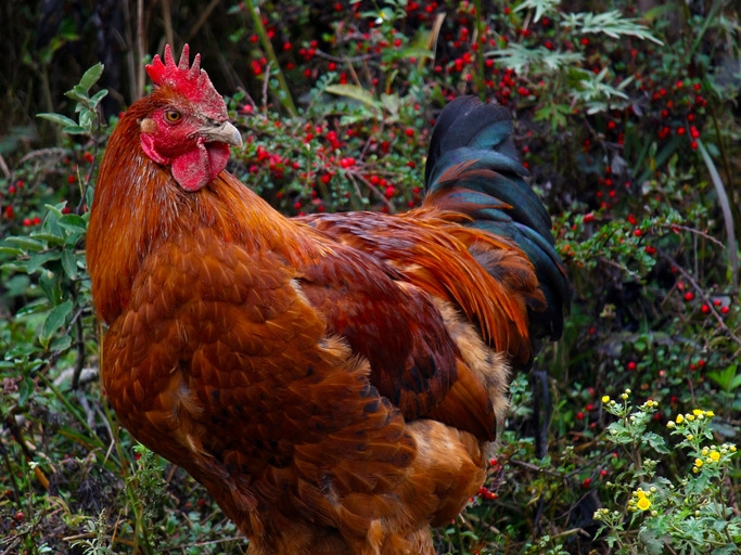 公鸡饲养成本,散养公鸡和笼养公鸡的区别