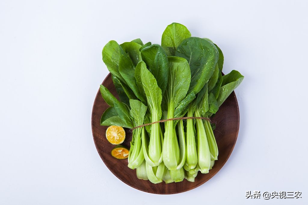 种油菜要选地合理,种油菜怎么种