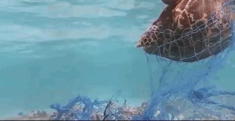 彭于晏苏有朋,彭于晏和苏有朋