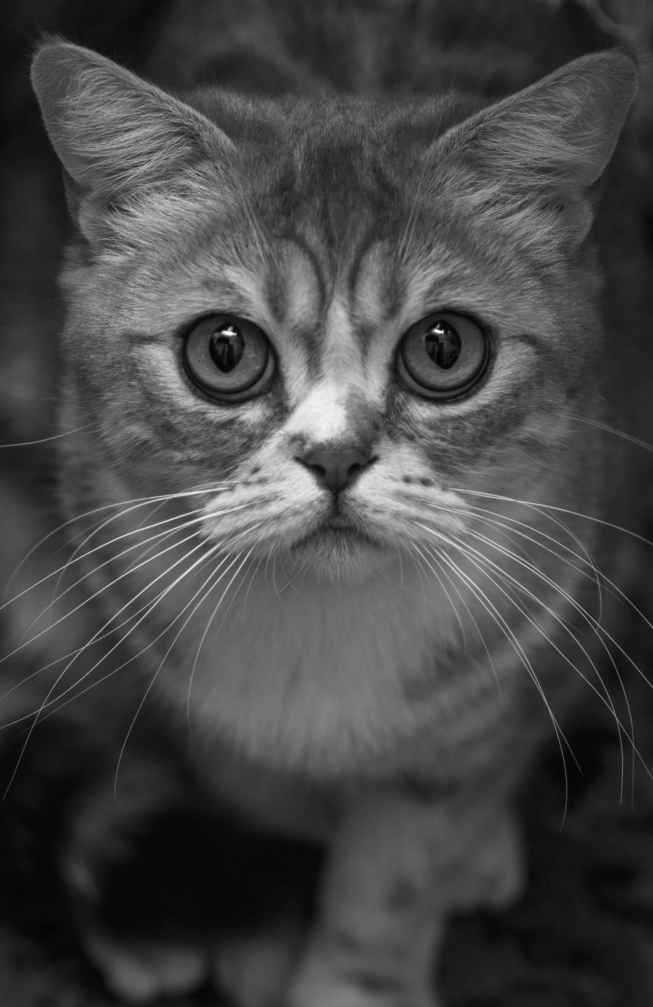 猫耳螨清理视频,猫养护肠胃