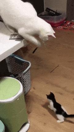 为什么猫咪捕猎尾巴一直动,猫老是追尾巴跑