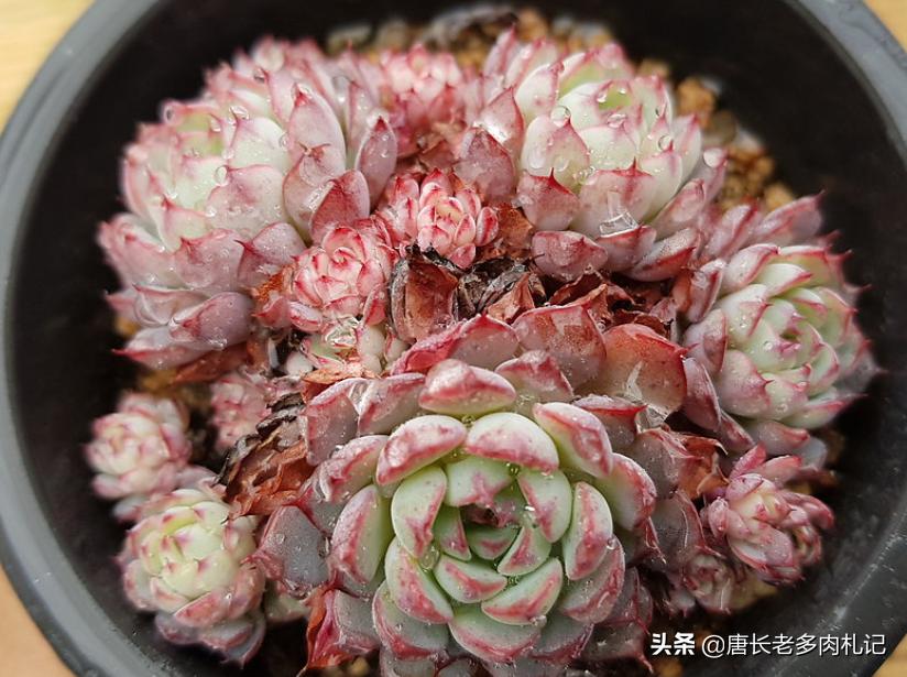 多肉姬莲系列哪个品种最好看,姬莲系的多肉有哪些品种