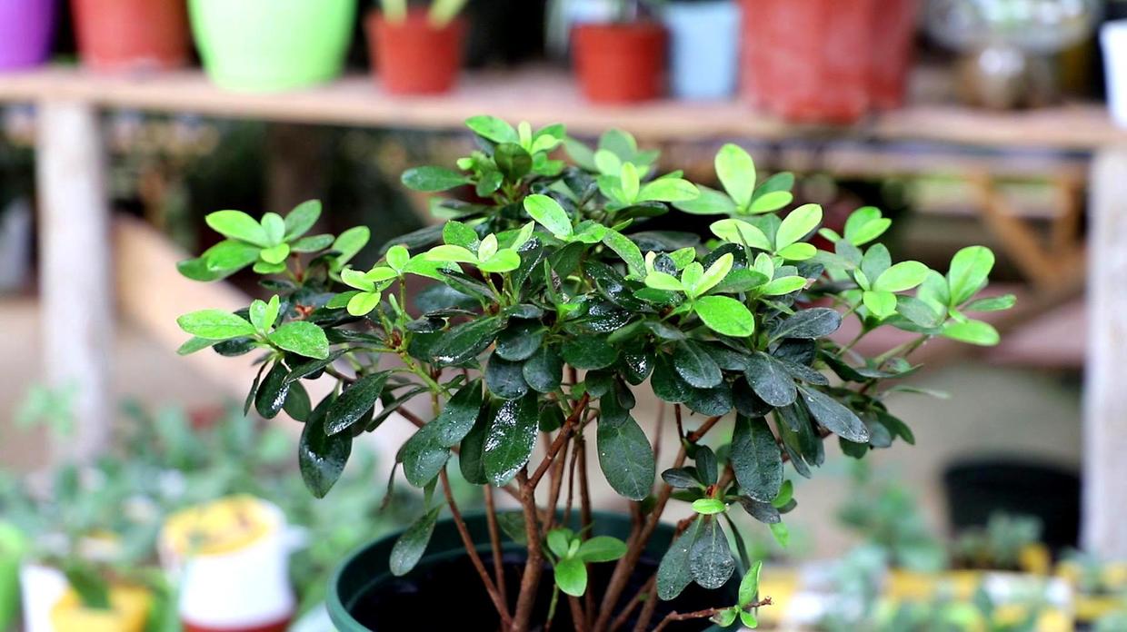 养花必须用的营养液,养花要用的营养液