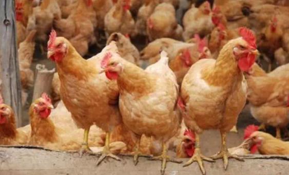 雏鸡白痢治疗土方法,雏鸡白痢死亡率