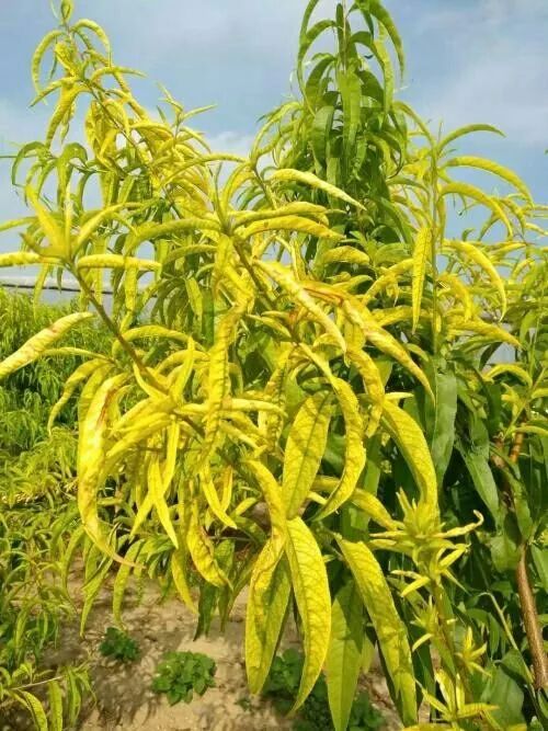 桃树叶片发黄常见原因及解决措施