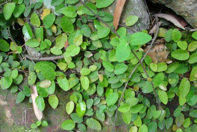 笠翁对韵启蒙经典,笠翁对韵国学启蒙