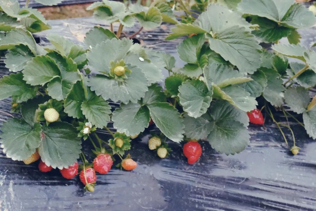 宝安福地,宝安福地在哪里