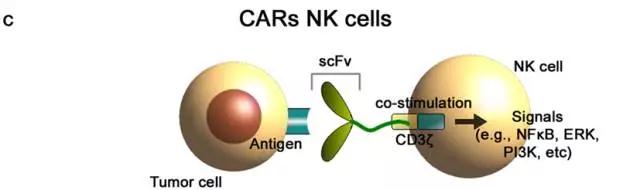 癌症治疗多面手！NK细胞免疫疗法，或将成为晚期癌症治疗最佳选择