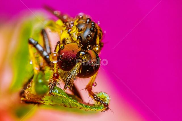 下大雨时会有哪种昆虫,下雨的时候苍蝇是怎么躲避雨的